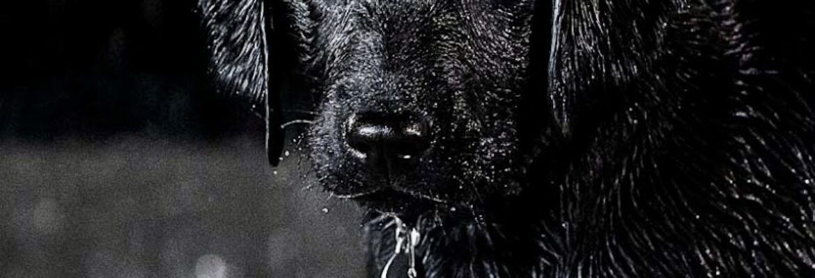 Windell Portraits – Premier Pet, Headshot, and Senior Portrait Studio in Lakewood, WA