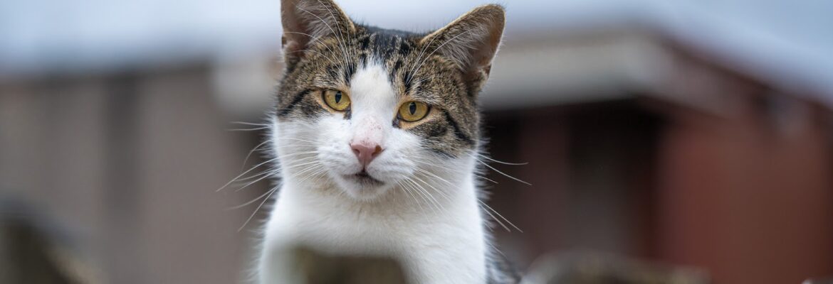 Pixel Purrfect Pet Photography