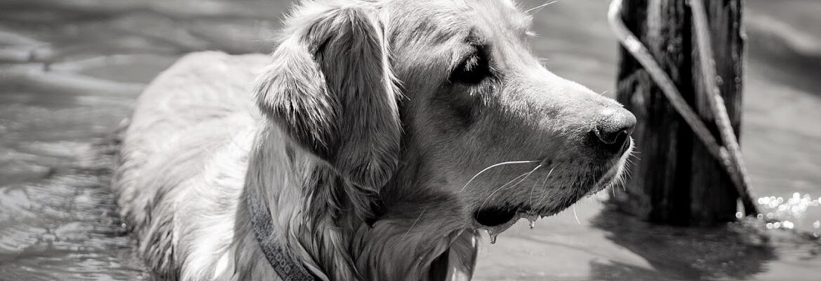 Stro Photo and VIdeo LLC