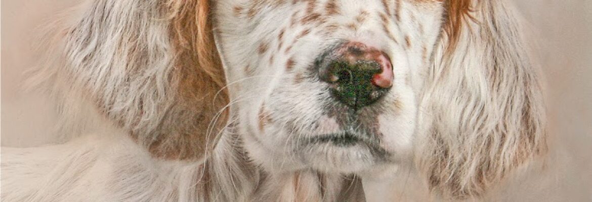 I Got The Shot Photography