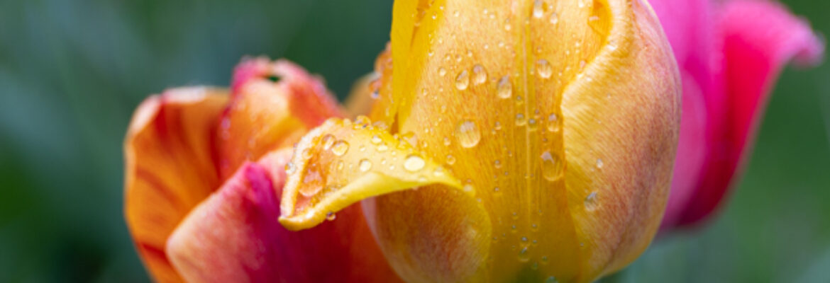 Alana McKibben Photography, LLC