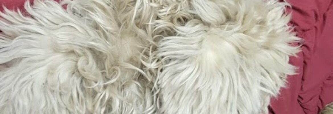 Memories Enchanted Photography