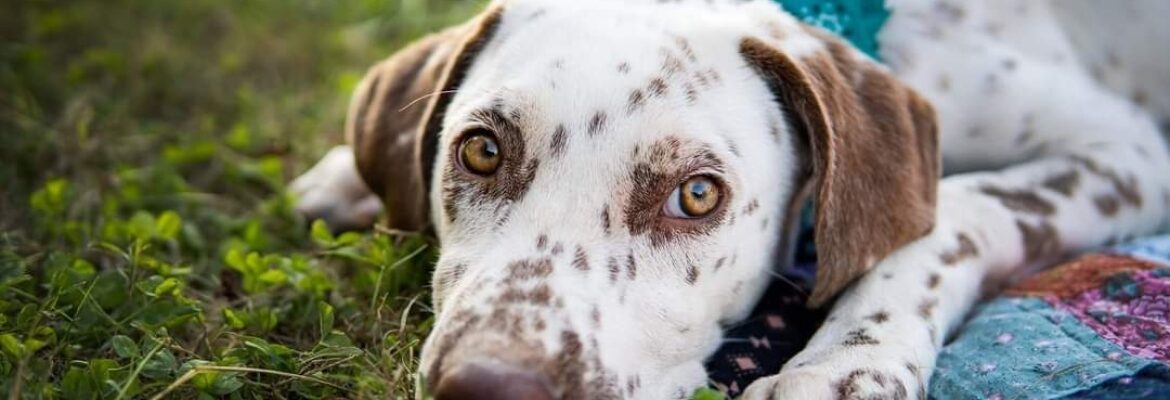 Atomic Pet Photography