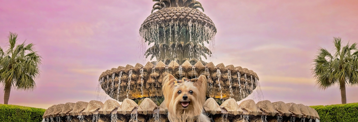 Licked!™ Pet Photography