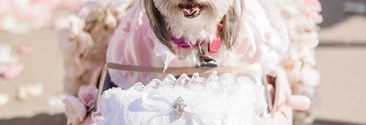 Ashley Susan Photography