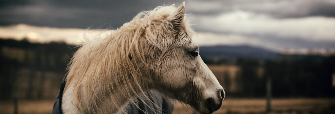 Jennifer MacNeill Photography