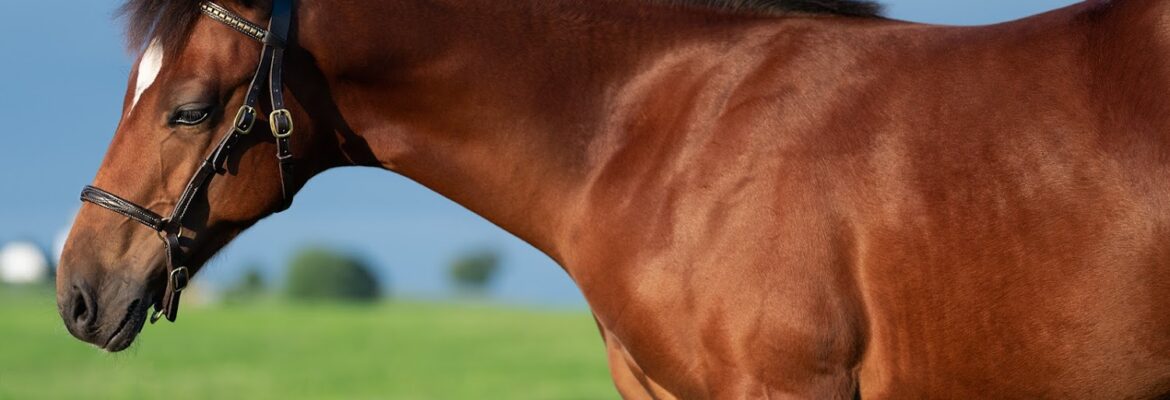 Jess Casino Photography