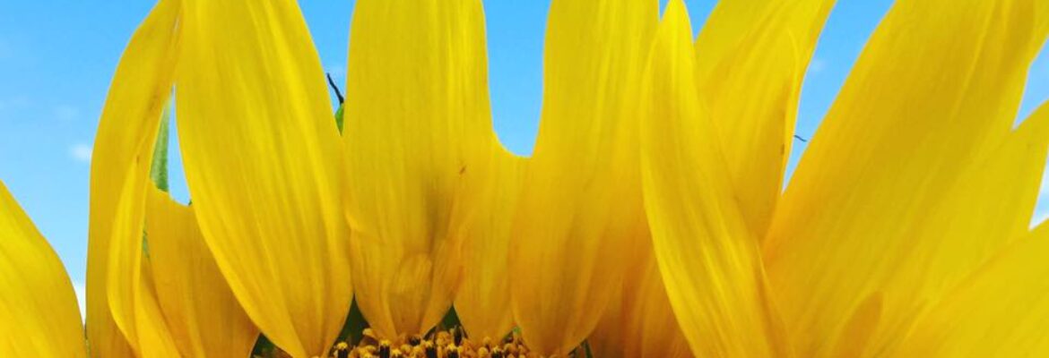 Suzanne Lawler Photography