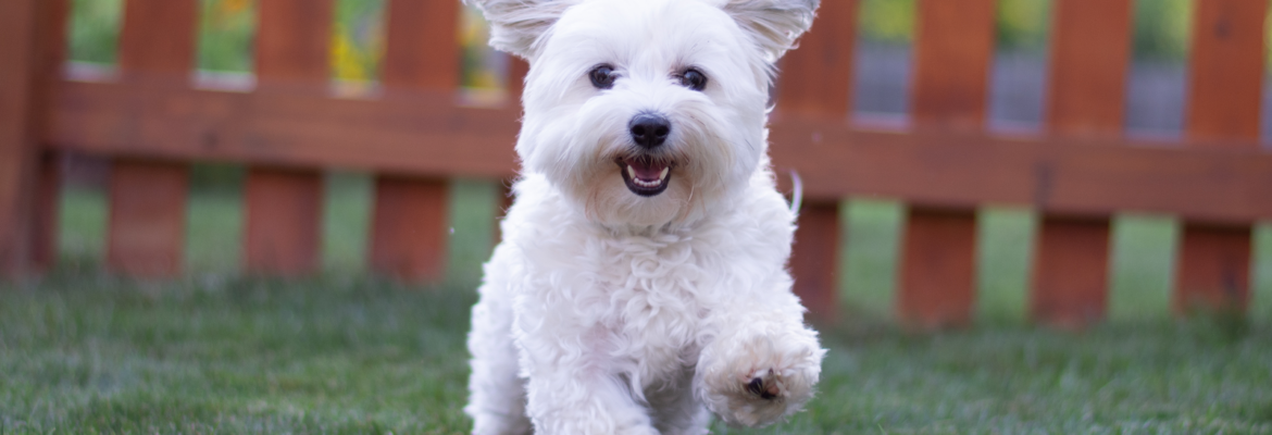 Mike’s Pet Photography