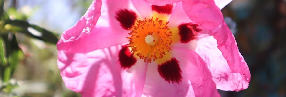 Earthscape Photography