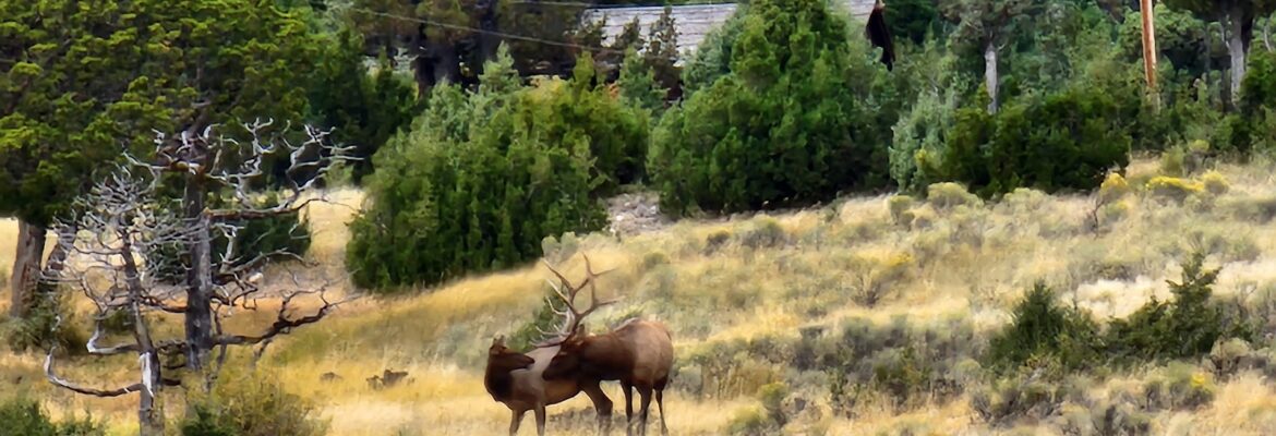 Alexander Portrait Designers