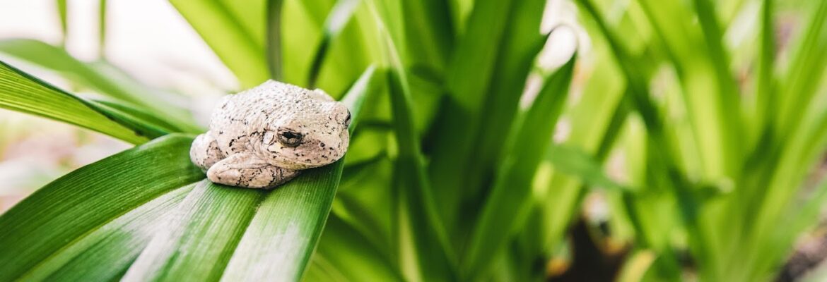 Thunderbear Photography