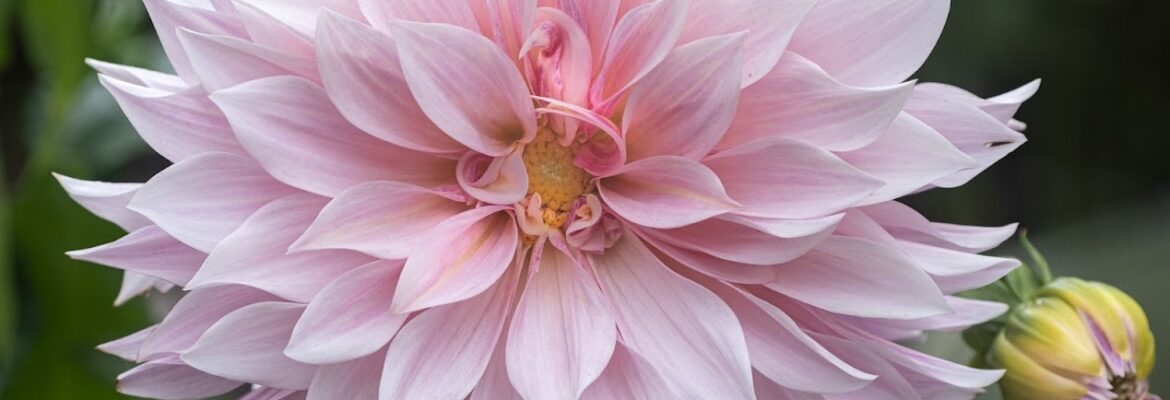 Lori Lankford photography