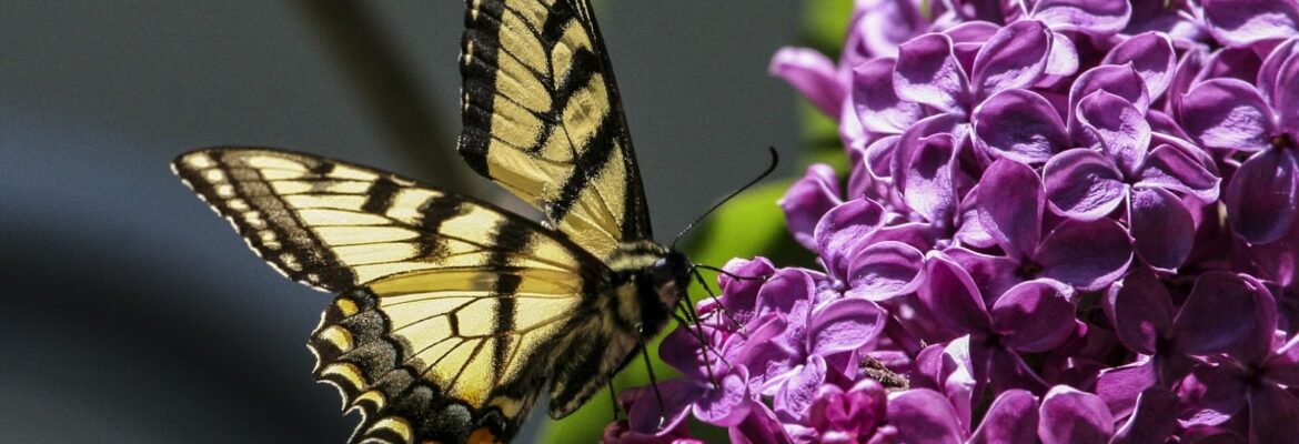 Litchfield Photography