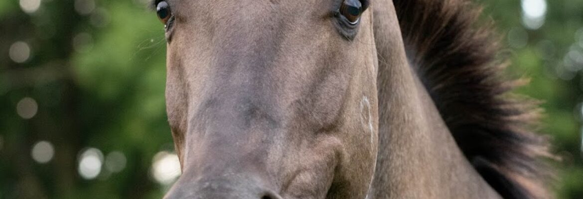 Pretty Poppy Pet Photography