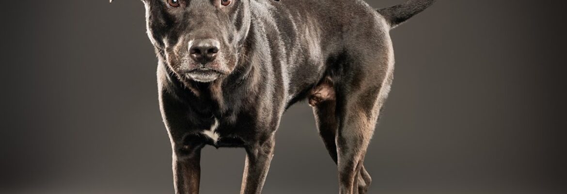 Fluffy Feet Photography