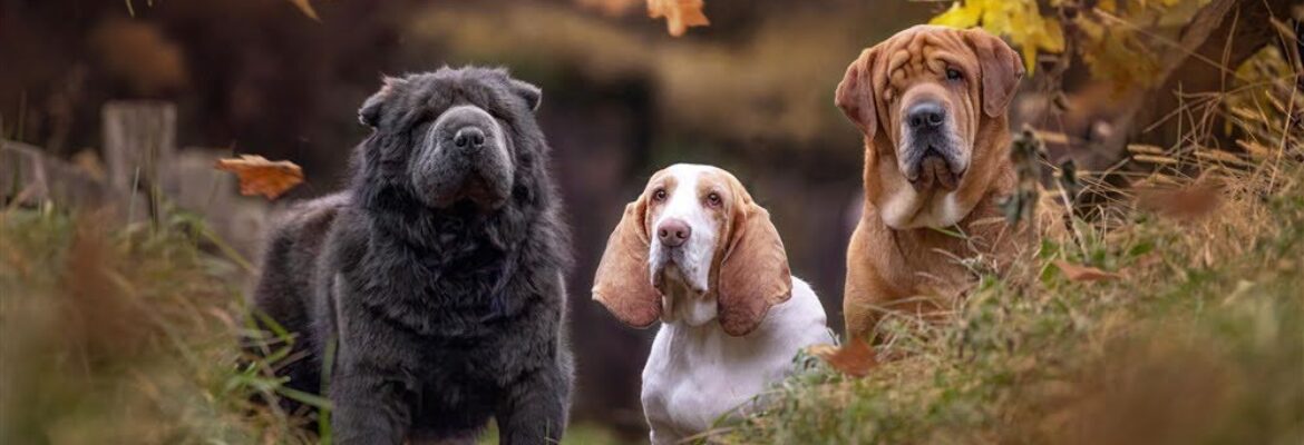 Ann Wagaman Pet Photography