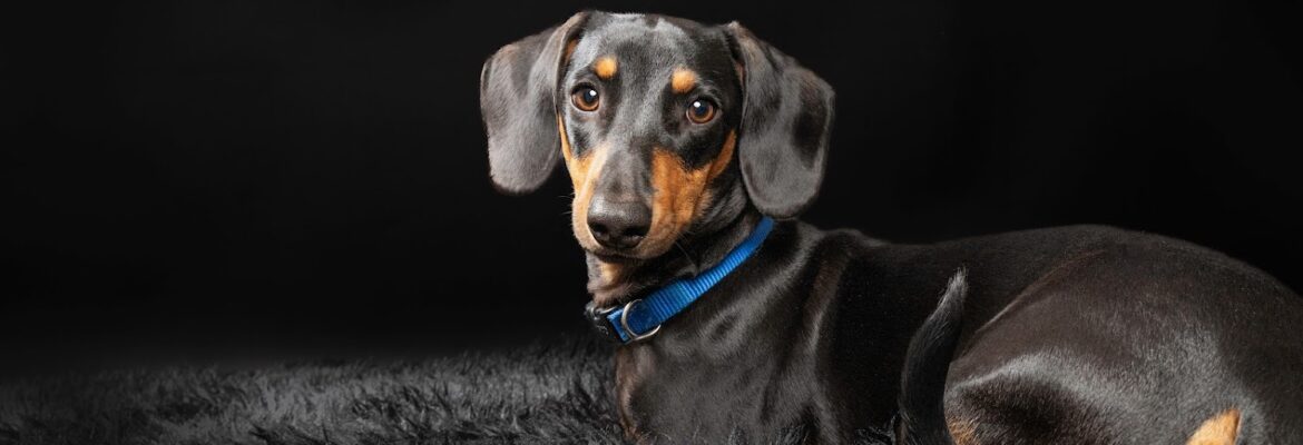 Alison Huntley Pet Photography