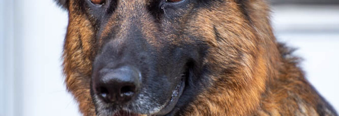 Mathew Renk Photography