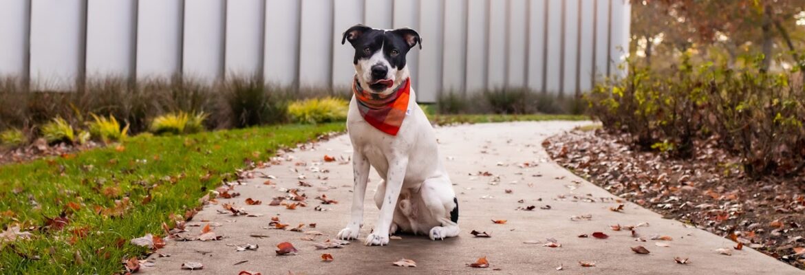 Five Freedoms Photography: Raleigh Pet Photographer