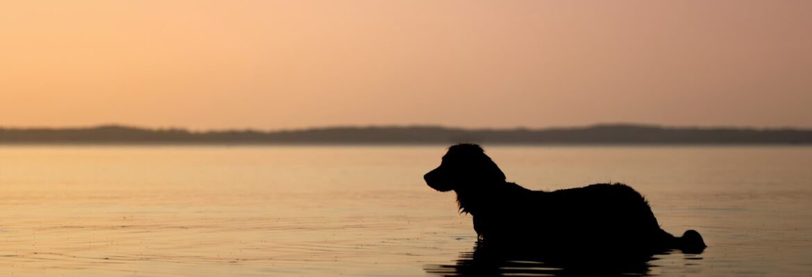 Amanda Lewis Photography | Pet Photographer