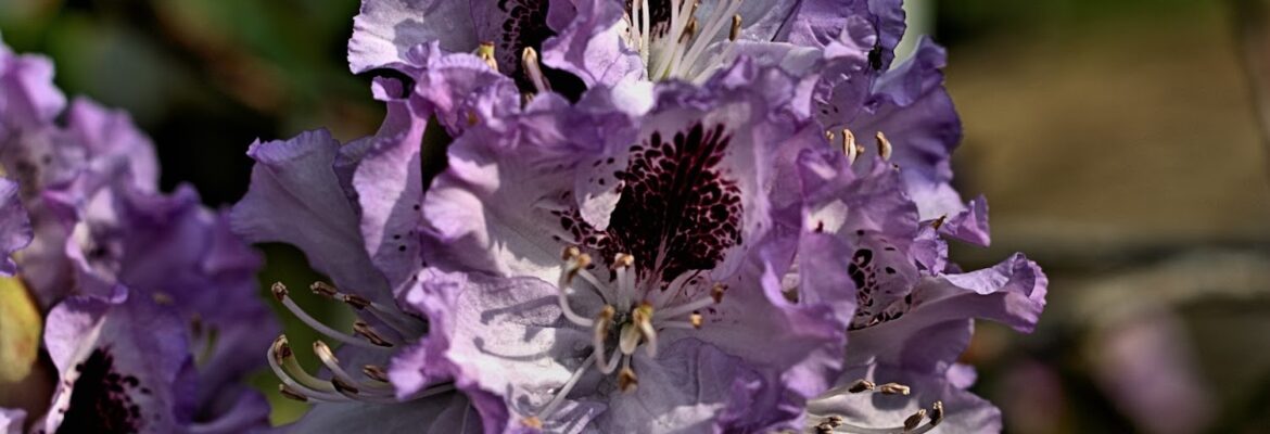 Alex Nazath Photography llc