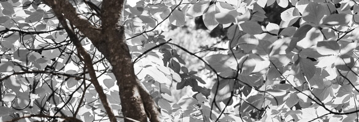 Stone Studio Concepts