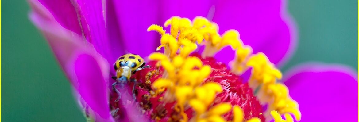 Tarun Bhowmik Photography