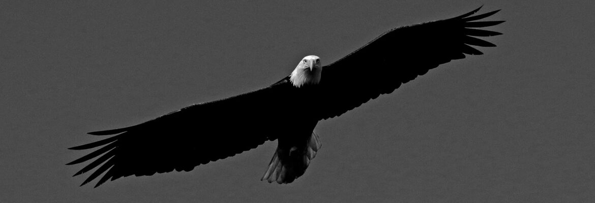 Natural Connections.photos