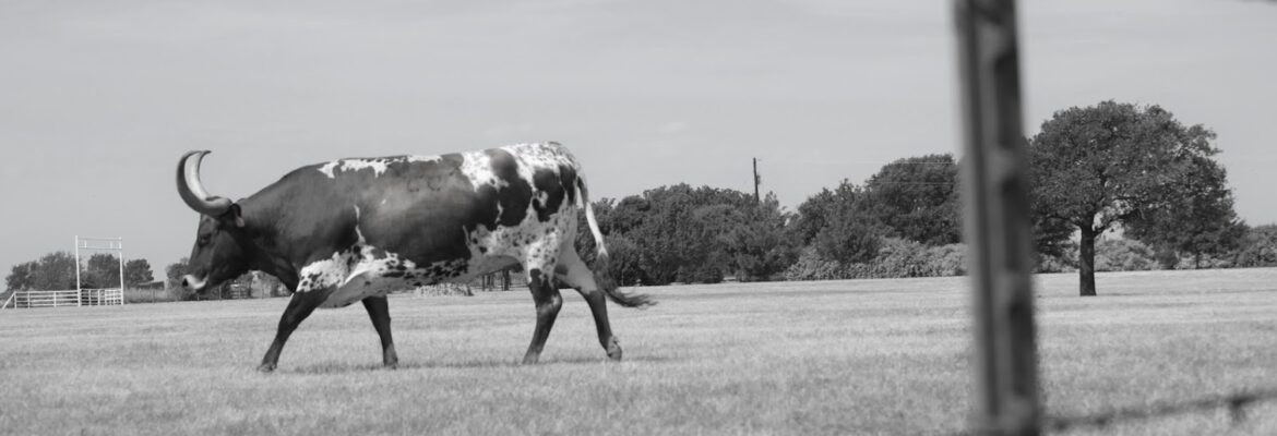 Ashford Photo Studio