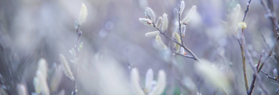 Brooke Porter Photography