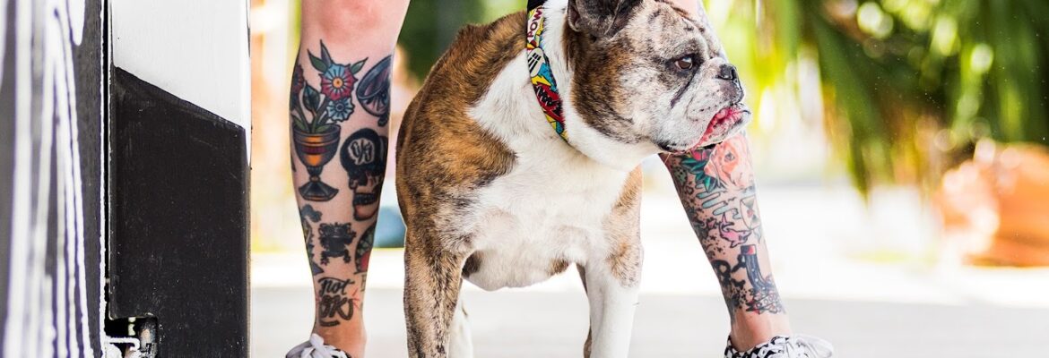 Dogs of Fun Photography