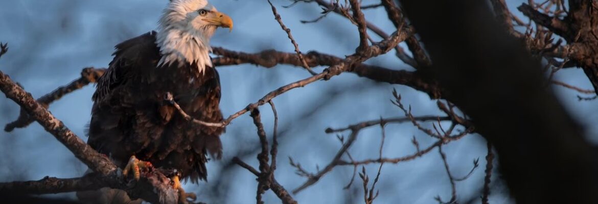 287&Clayton, LLC. – Photography & Art