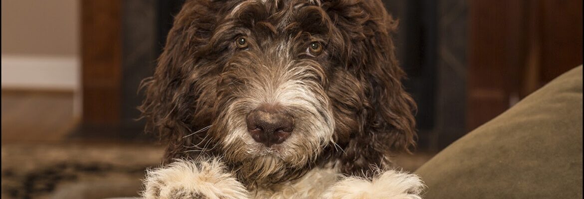 carol maurin photography