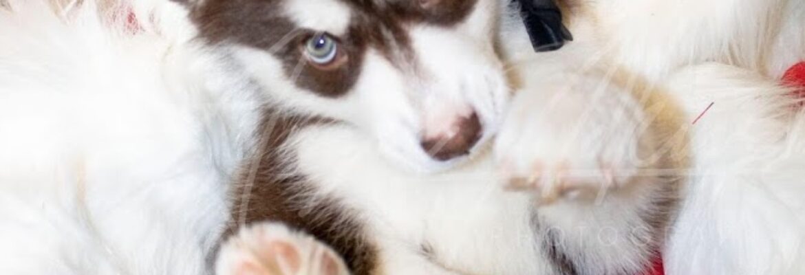 Angel Adkins Photography