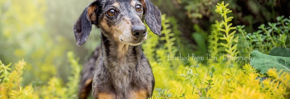 Touched By a Dog Photography