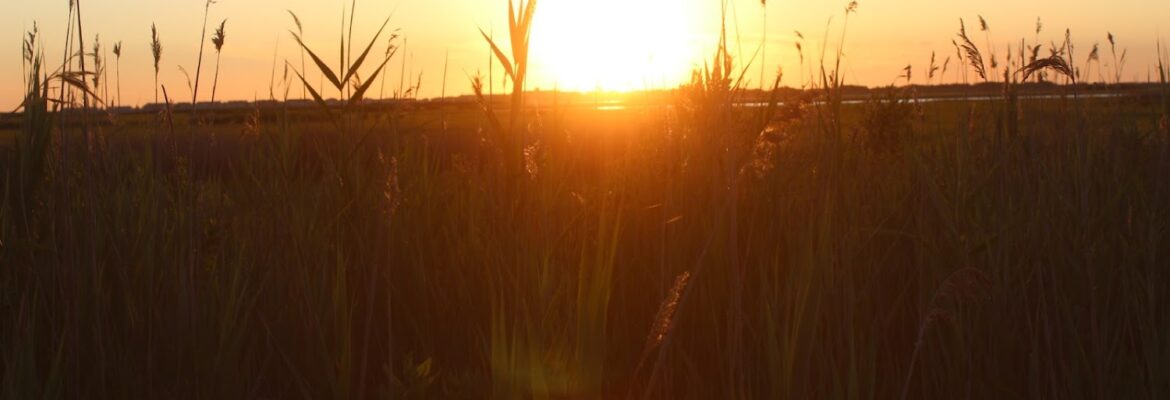 Shel-Shel D Photography