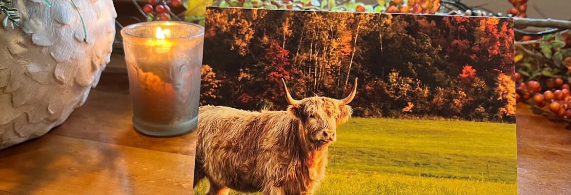 Fur, Feathers & Landscape Photography