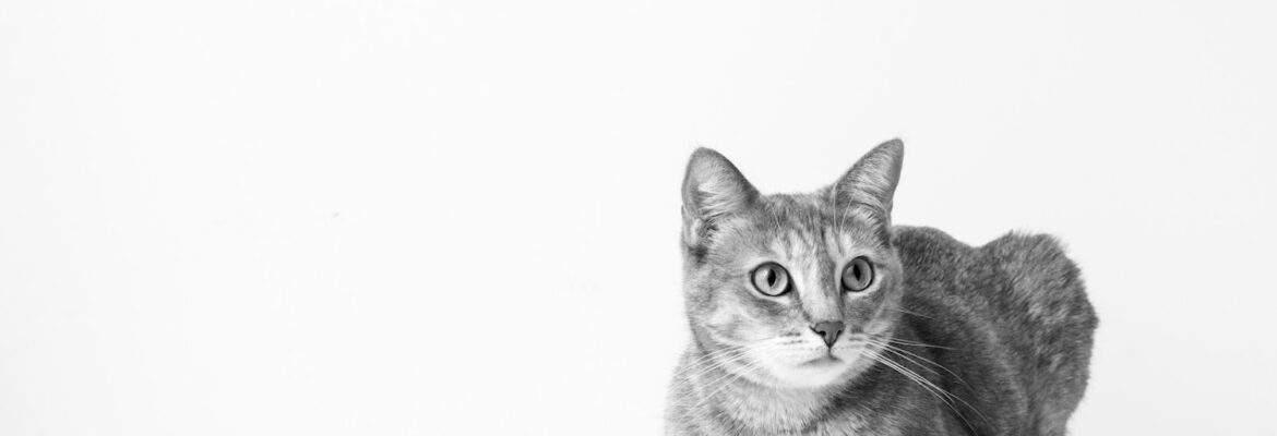 Poplight Photography