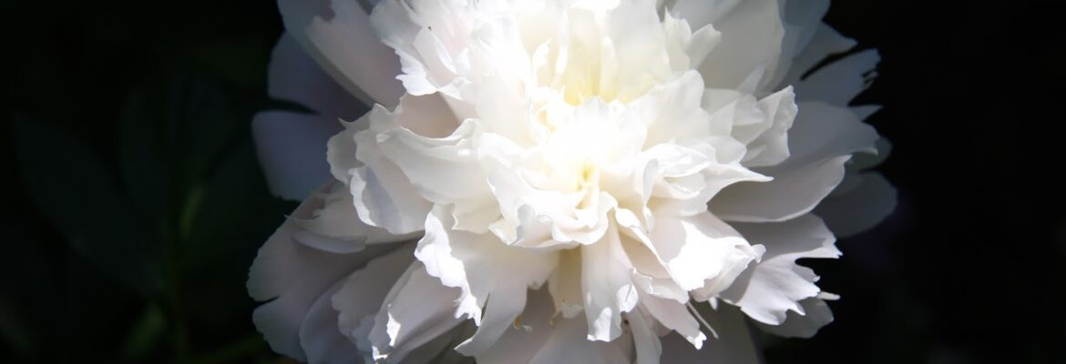 Elizabeth’s Photography