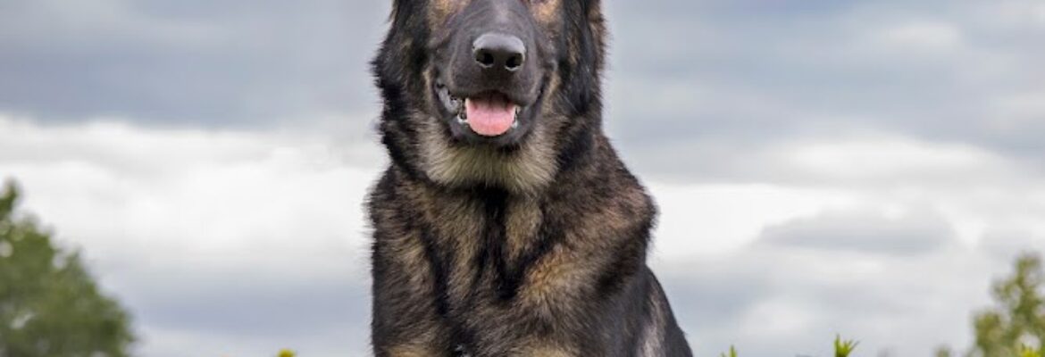 Nick Memphis Photography