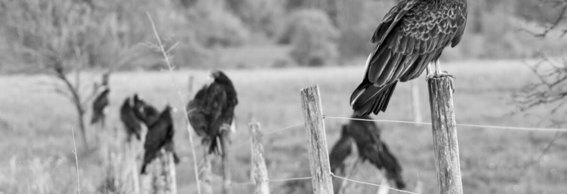 Capture Life Photography