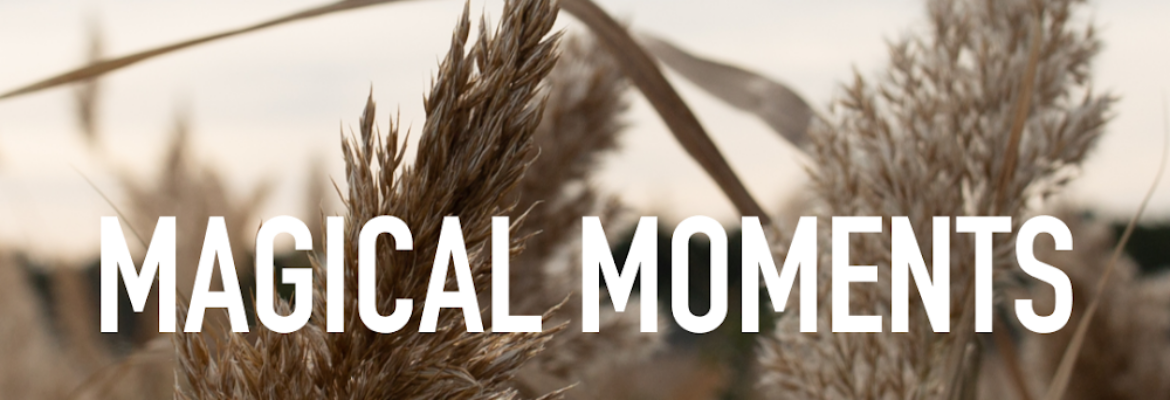 Ashley Lillis Photography