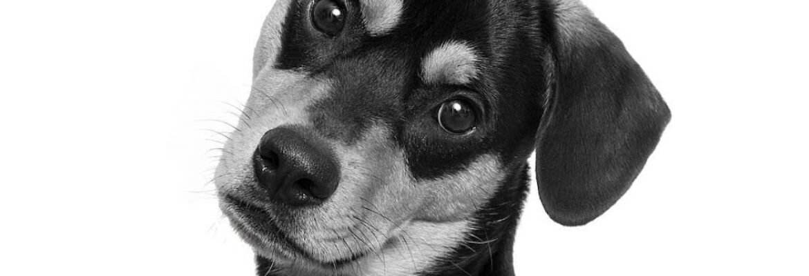 Dogs in Vogue