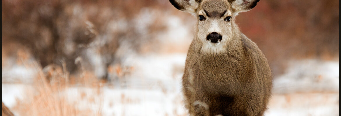 Skye Fassett Photography