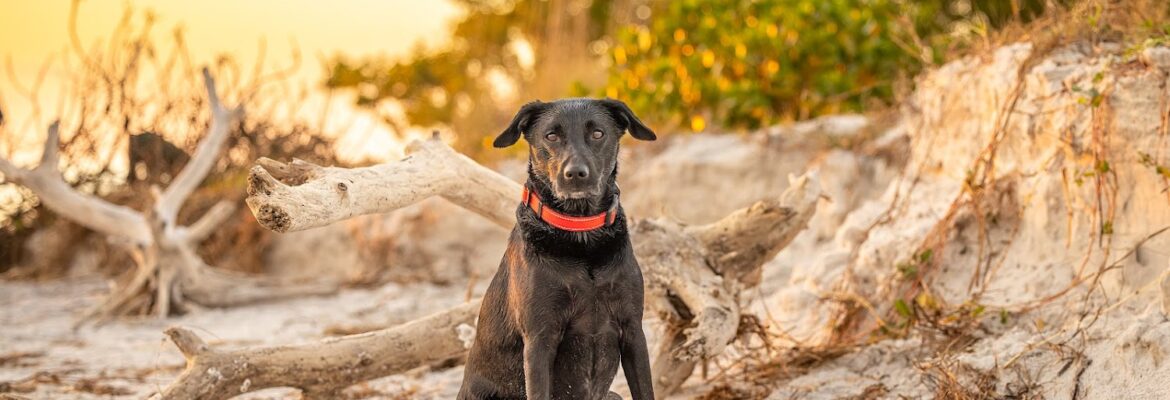 Bill Piper Photography