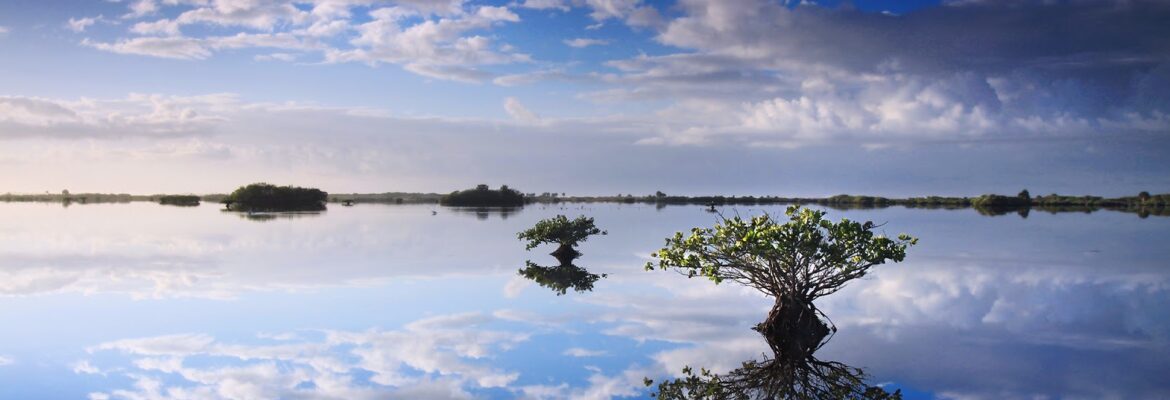 Thamert Photography