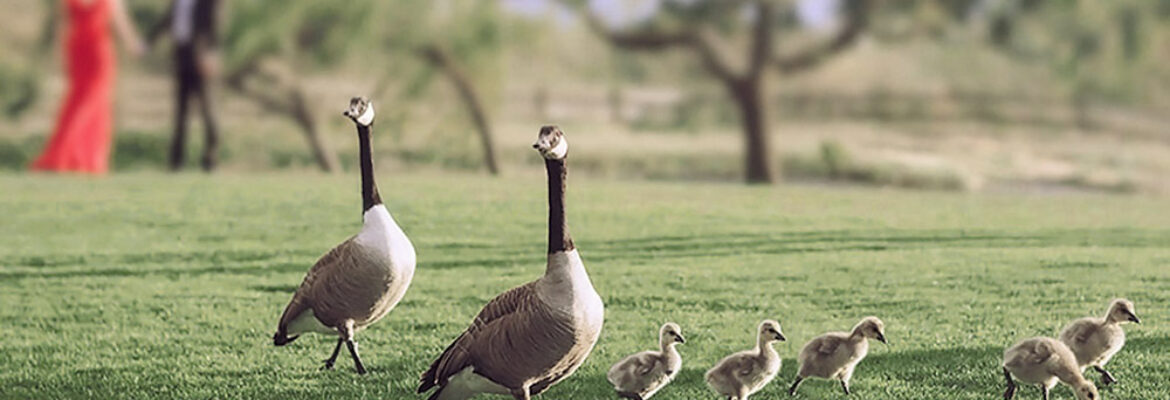 Love Knot Photography