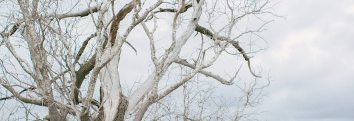 Taylor Rae Photography