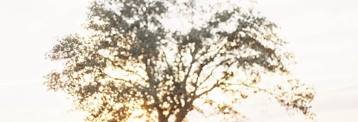 Emily Fuselier Photography & Videography